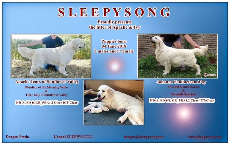 Apache x Johanna Litter Sleepysong Kennel