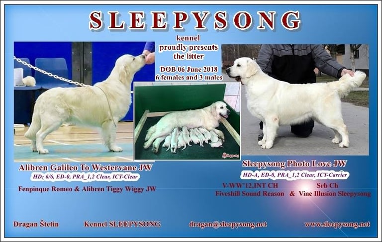 Beautiful Golden Retriever litter in Sleepysong Kennel