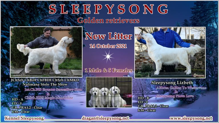 Sleepysong Lizbeth beutiful litter in the Sleepysong Kennel 