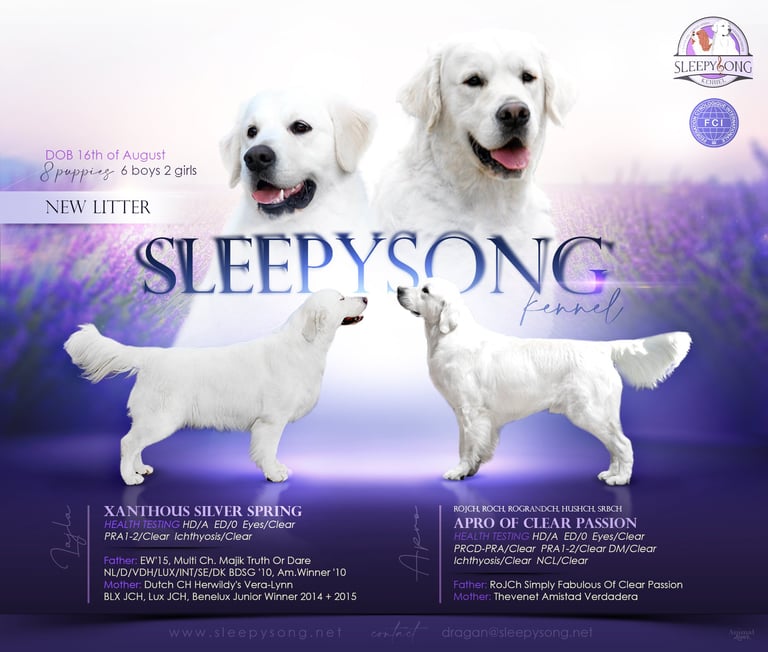 Apro Of Clear Passion in the loving Litter in Sleepysong Kennel