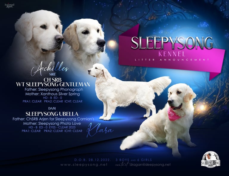 Sleepysong Achilles x Sleepysong Ubella couple poster of Golden Retrievers