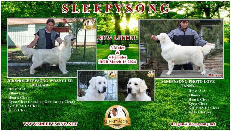 Sleepysong Wrangler x Sleepysong Photo Love amazing litter of puppies and poster in Sleepysong Kennel 