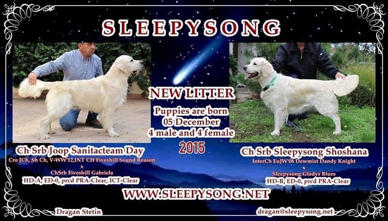 Puppies Litter image in Sleepysong kennel year 2015 lovely puppies