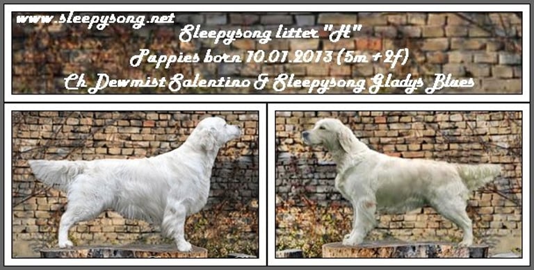 Dewmist Salentino Stud x Sleepysong Gladies Blues litter poster of mating in Sleepysong Kennel loving couple