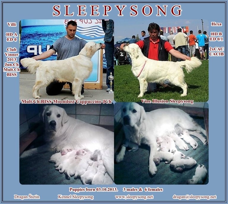 Dewmist Salentino Stud x Sleepysong Gladies Blues litter poster in the Sleepysong Kennel