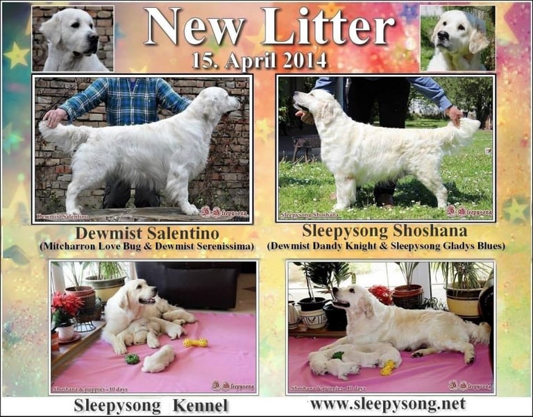 Dewmist Salentino Stud of Sleepysong Kennel and Sleepysong Shoshana female litter poster