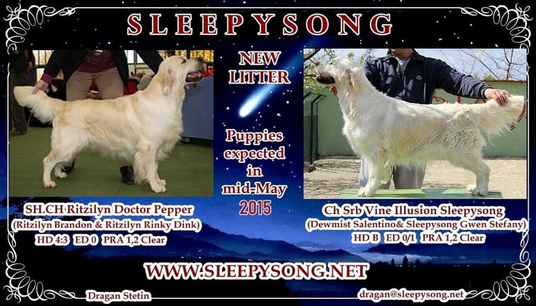 Sleepysong kennel litter puppies of 2015 year