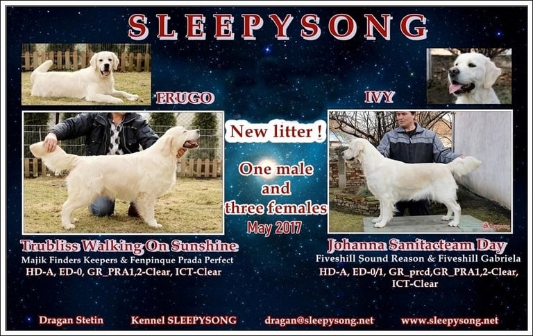 Litter Sleepysong kennel puppies of 2017 year