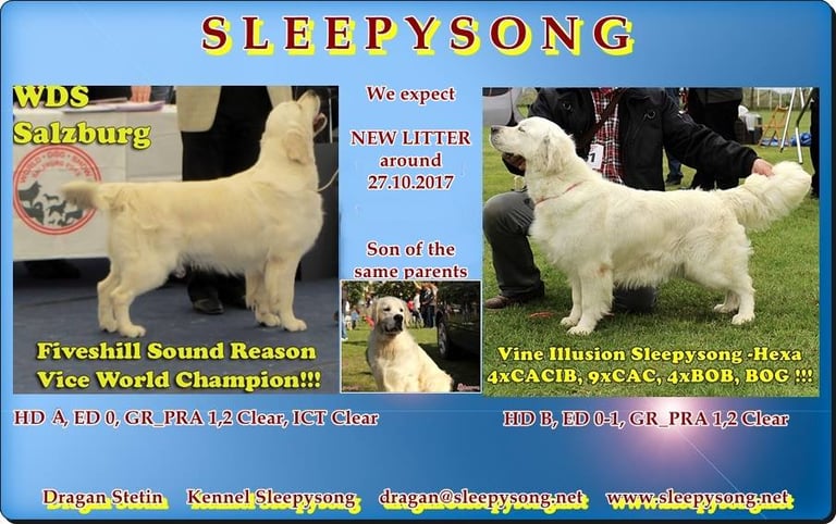 Fiveshill Kennel World Winner x Sleepysong Hexa female litter poster in Sleepysong Kennel