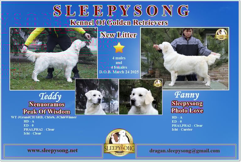Handsome Stud from Neunoramus Kennel and Sleepysong lady Sleepysong Photo Love dam in a litter poster add