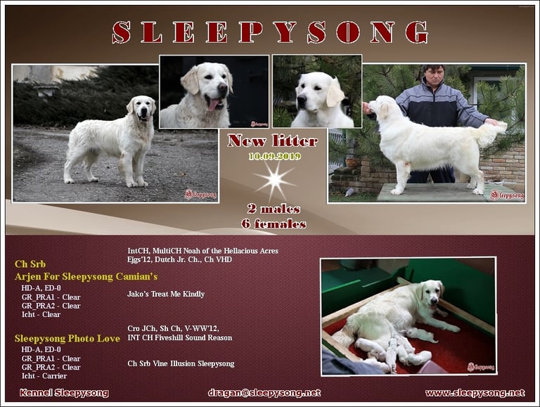 Sleepysong Kennel Stud and Sleepysong Kennel female awesome litter