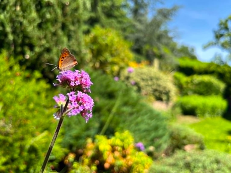 verveine de buenos aires