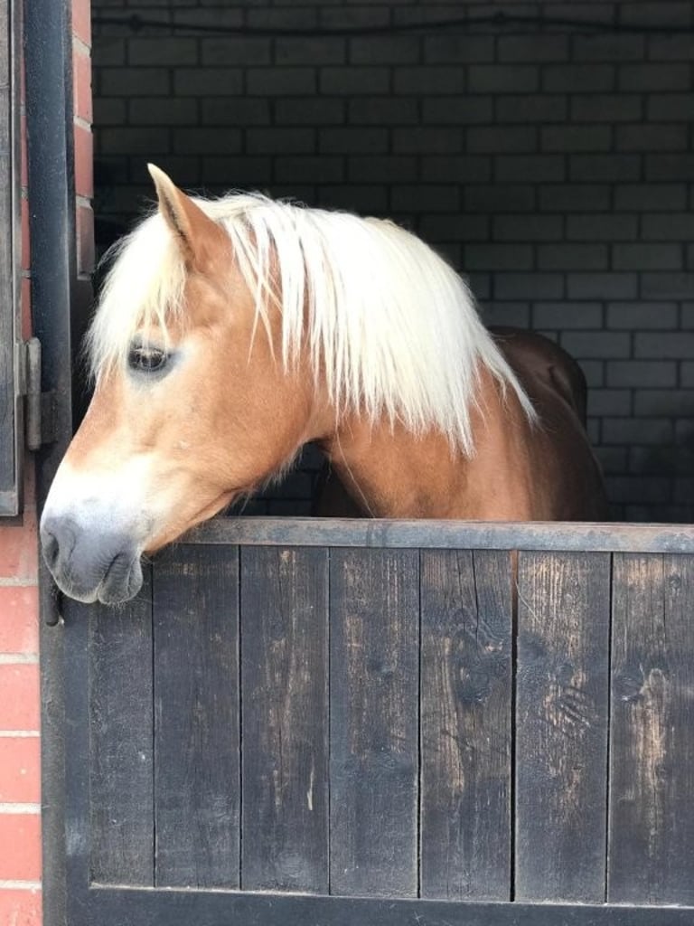 A light brown Haflinger horse with a white mane looking out of its stable door.