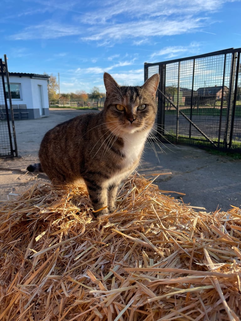 A brown tabby cat sits on a straw bale at a sunny farm with blue sky and fencing in the background.