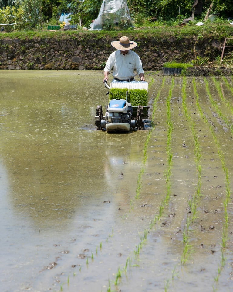 A farmer in a straw hat operates a walk-behind rice transplanter machine to plant green seedlings in a flooded paddy field.