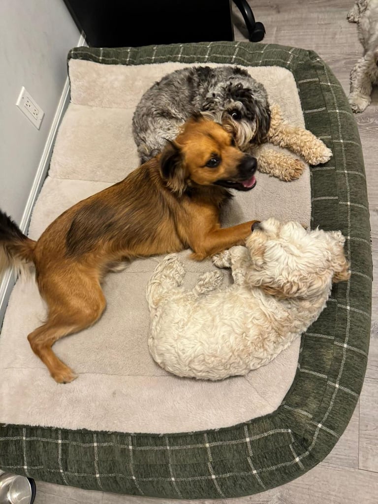Perros en una guarderia