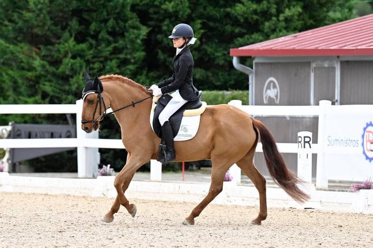 campeonato Euskadi doma clásica 