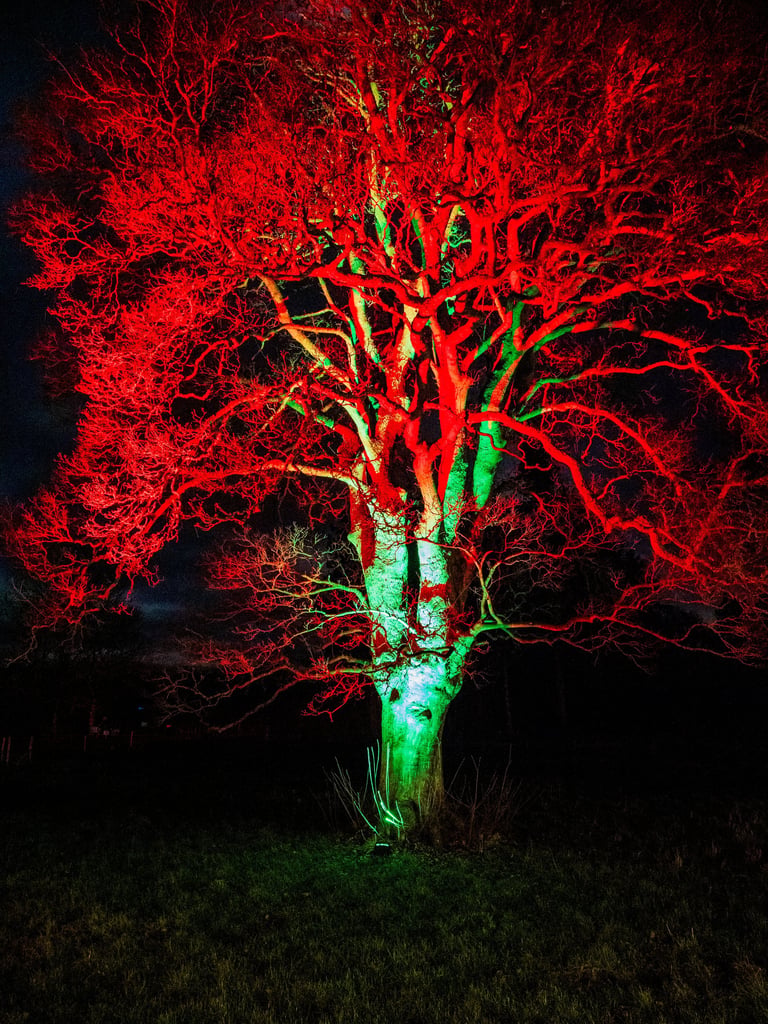 Luminate organge tree