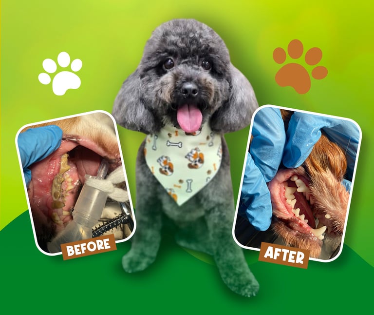 Dental Scaling and Polishing at Petland Wellness Dubai for professional pet teeth cleaning and oral