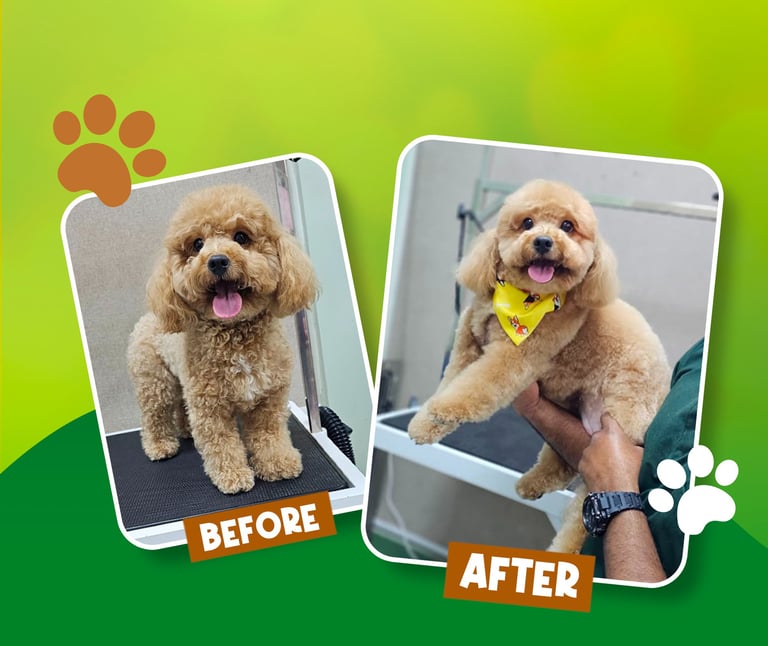 Professional Grooming Services at Petland Wellness Dubai for dogs and cats.