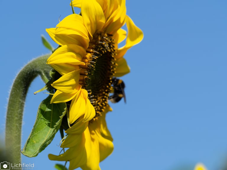 maize maze sunflower
