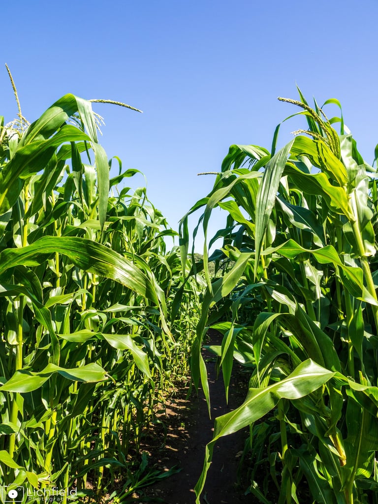 maize maze