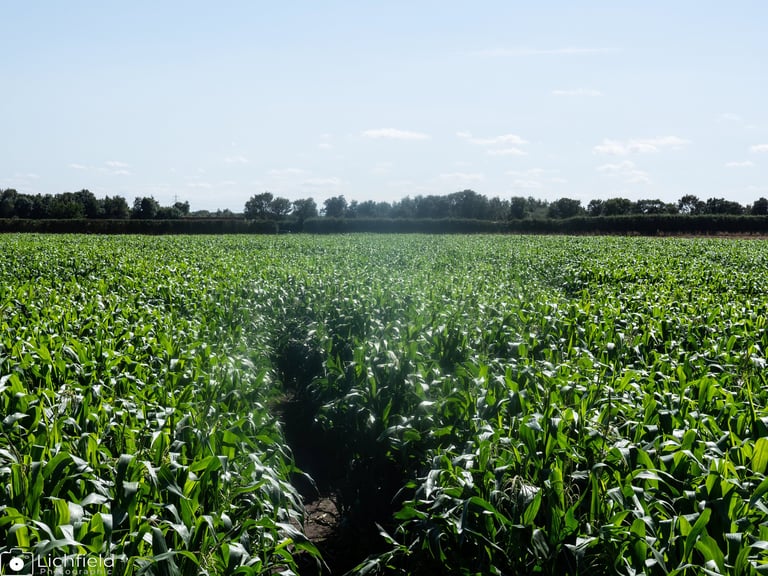 the maize sign