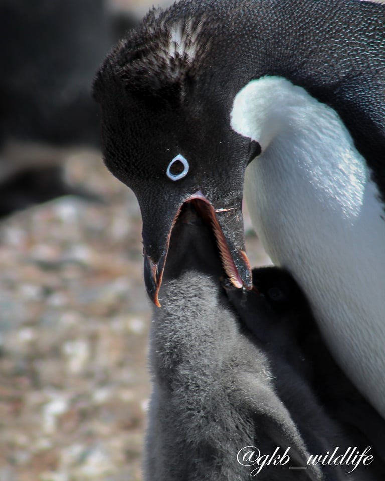 Adélie penguin (Pygoscelis adeliae) feeding chick on Brown Bluff, Antarctica