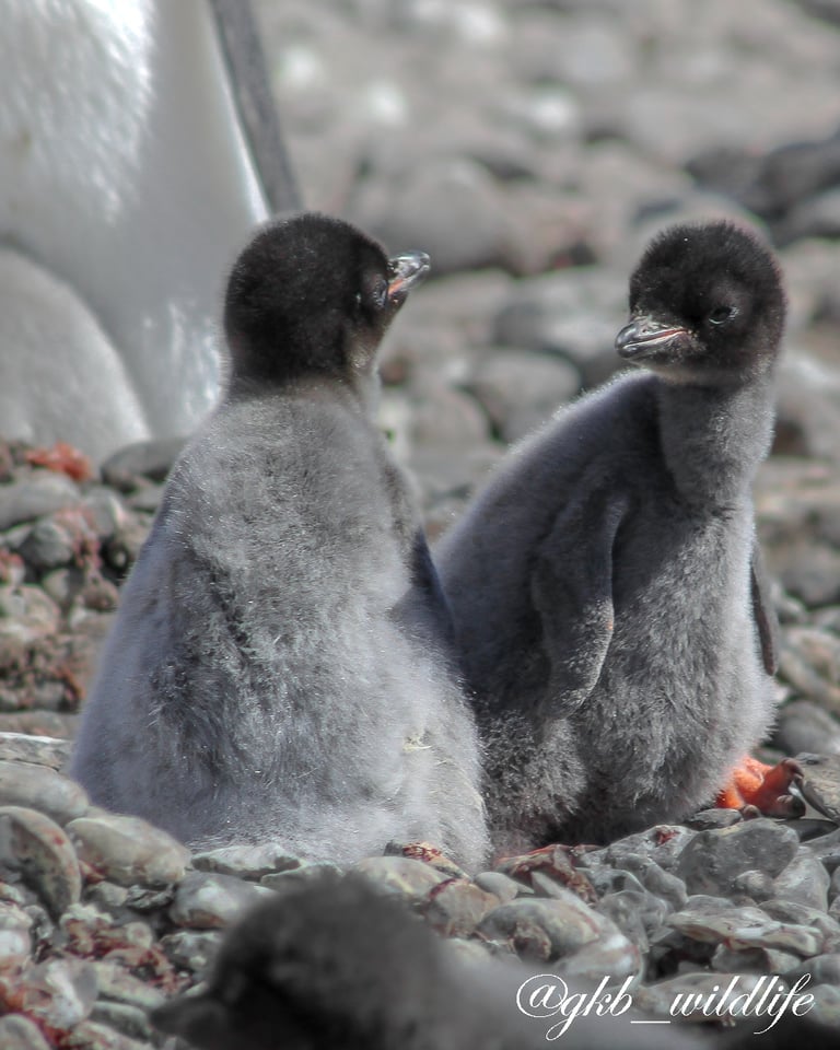 Adélie penguin (Pygoscelis adeliae) chicks at Brown Bluff, Antarctica