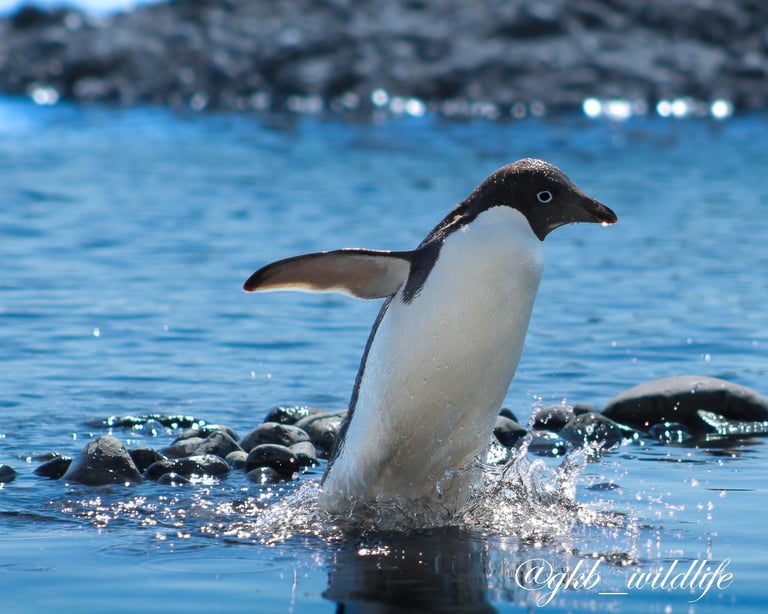 Adélie penguin (Pygoscelis adeliae) wading through water in Brown Bluff Antarctica