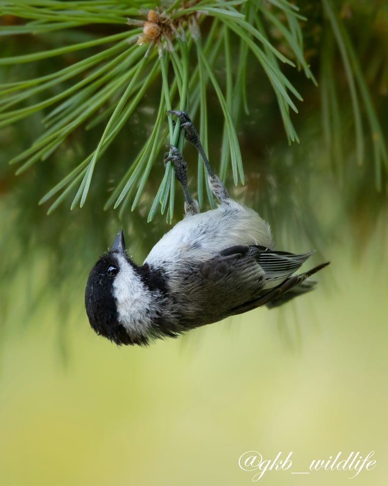Black-capped Chickadee (Poecile atricapillus) hanging from a pine needle at the Botanical Garden, Chicago, Illinois