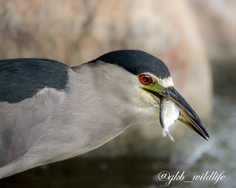Black-crowned night heron (Nycticorax nycticorax) caught a fish at Jackson Park, Chicago, Illinois
