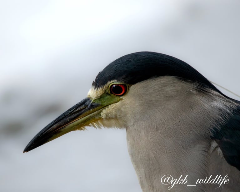 Black-crowned night heron (Nycticorax nycticorax) at Jackson Park, Chicago, Illinois