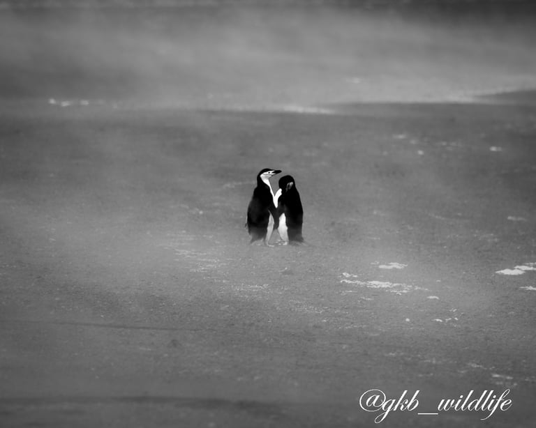 Two Chinstrap penguins ( Pygoscelis antarcticus) holding flippers at Elephant Island, Antarctica