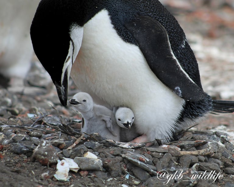 Two Chinstrap penguins ( Pygoscelis antarcticus) standing over two chicks in Antarctica