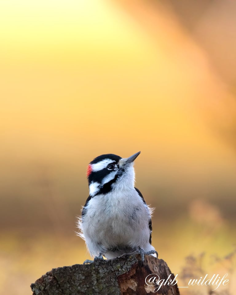 A downy woodpecker (Dryobates pubescens) on a stump in Montrose Point Bird Sanctuary, Chicago, Illinois