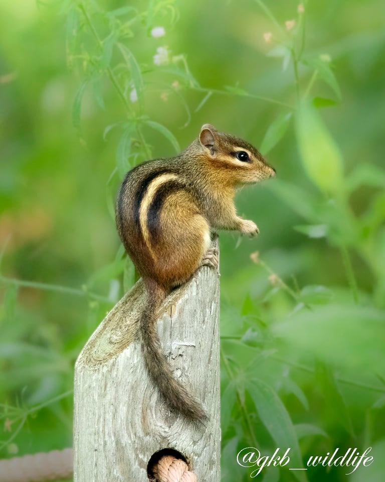 Chipmunk at Montrose Point Bird Sanctuary, Chicago, Illinois