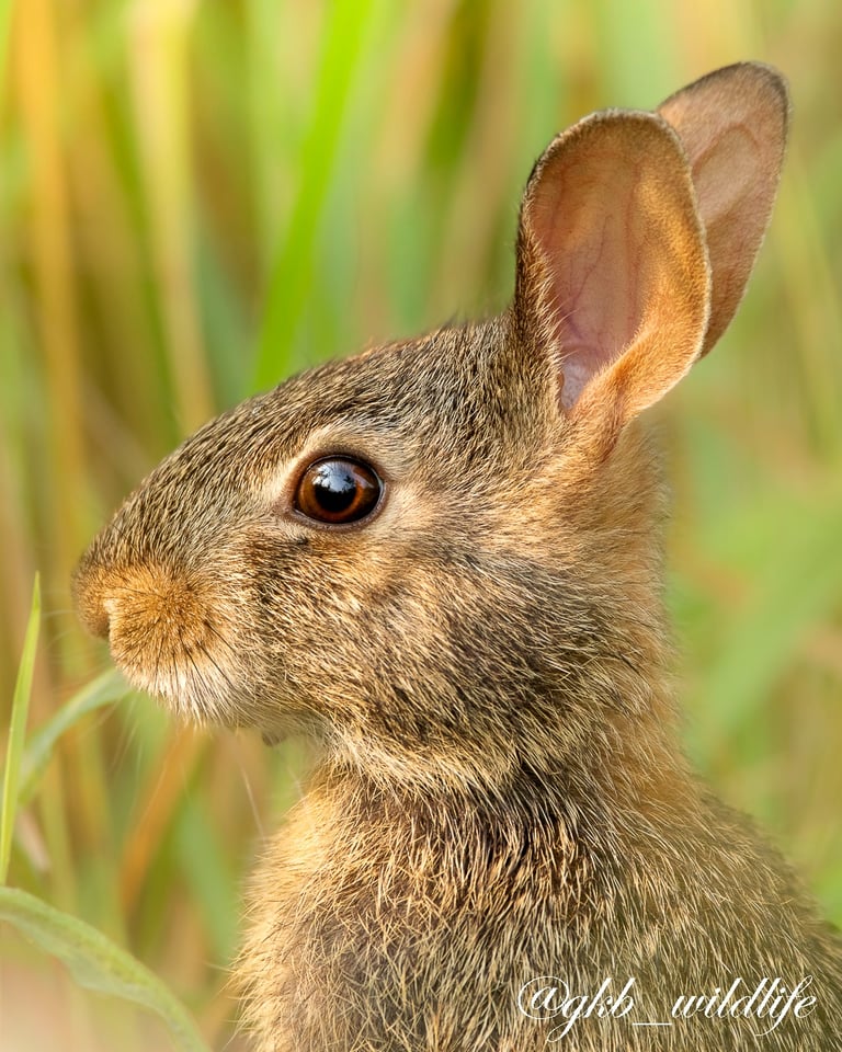 Eastern cottontail (Sylvilagus floridanus) at Montrose Point Bird Sanctuary