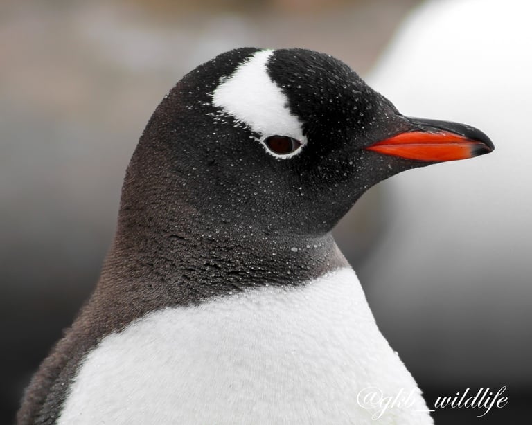 Gentoo Penguin (Pygoscelis papua) in Antarctica