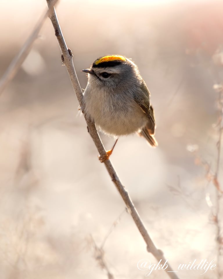 Golden crowned kinglet (Regulus satrapa) on a branch in Jackson Park, Chicago, Illinois