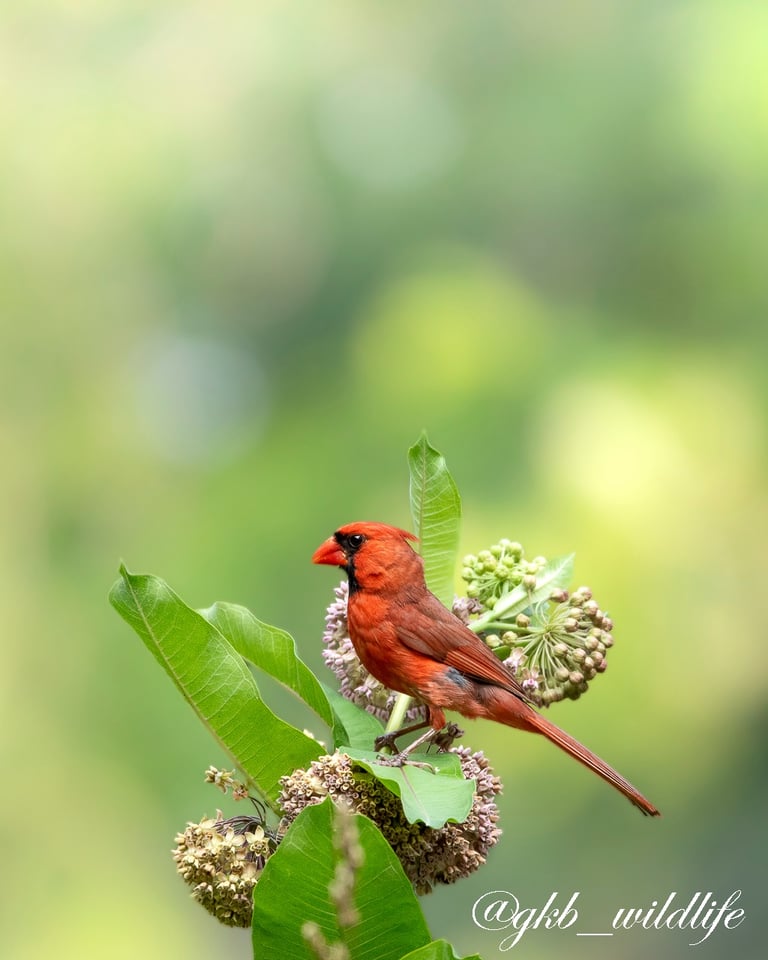 Northern cardinal (Cardinalis cardinalis) at Montrose Point Bird Sanctuary