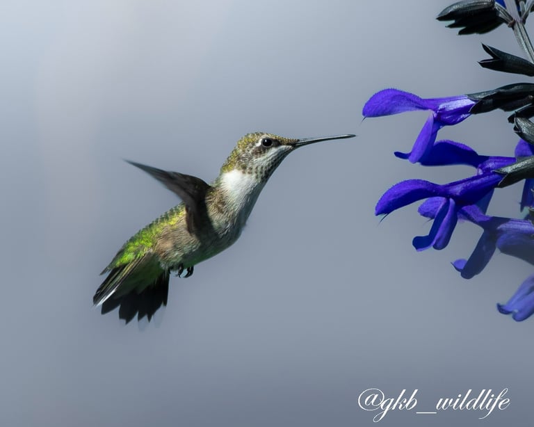 Ruby-throated hummingbird (Archilochus colubris) at the Botanical Garden in Chicago, Illinois