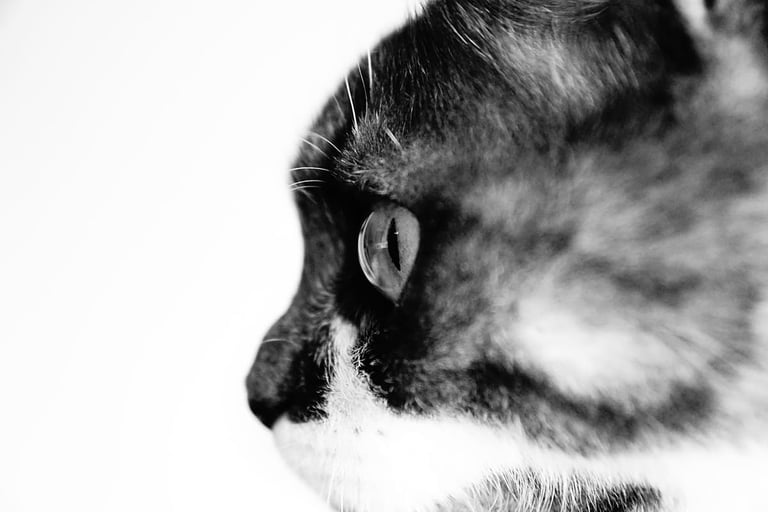 Photo d'animal de compagnie