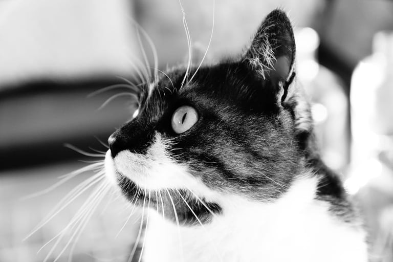 Photo d'animal de compagnie