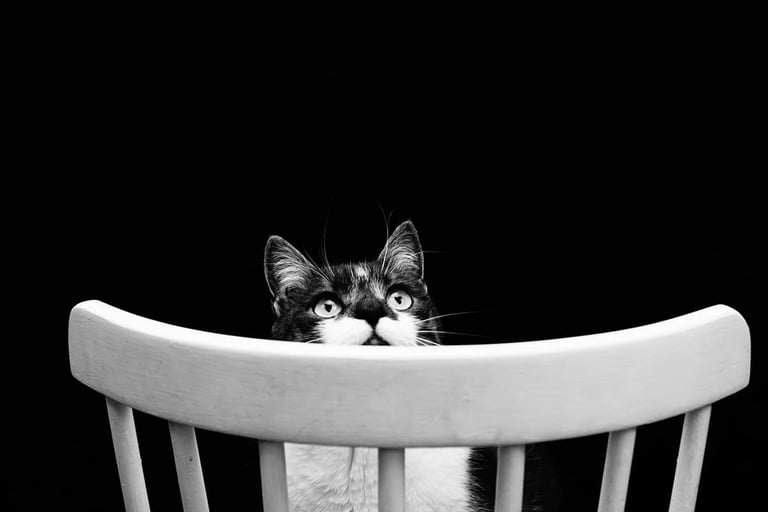Photo d'animal de compagnie