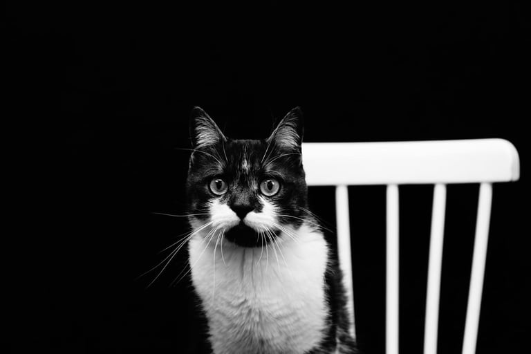 Photo d'animal de compagnie