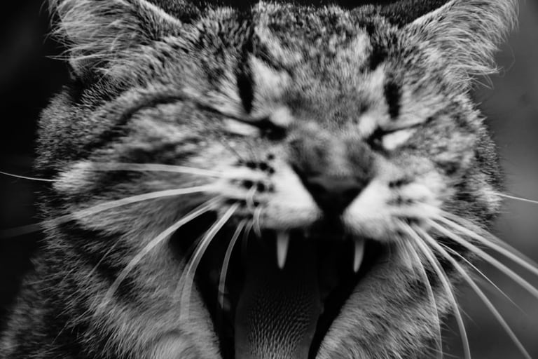 Photo d'animal de compagnie