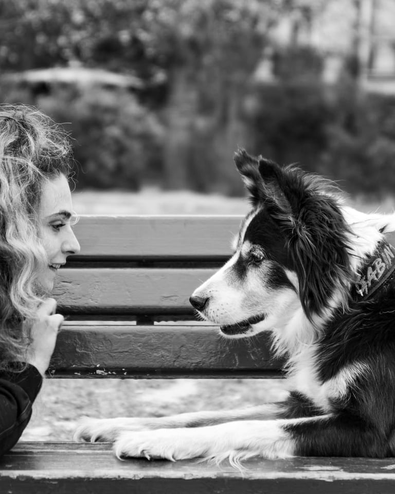Photo d'animal de compagnie