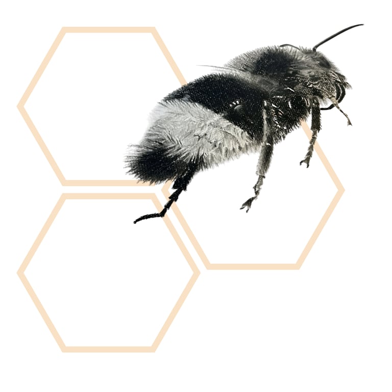Beeholdholistics Ltd "Past Life Regression & Reiki" logo