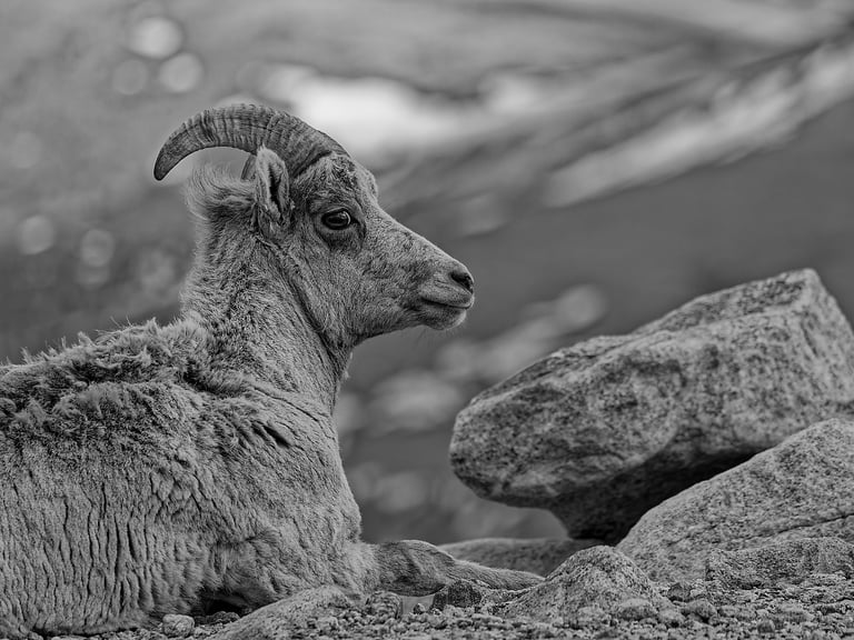 A Bighorn Sheep Ewe surveying her domain on Mt. Blue Sky in CO.